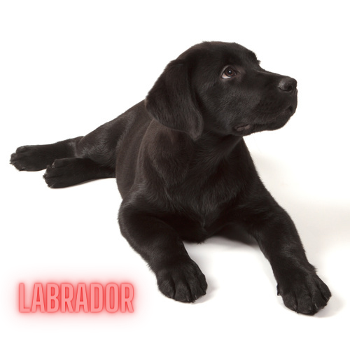 Labrador hound mix